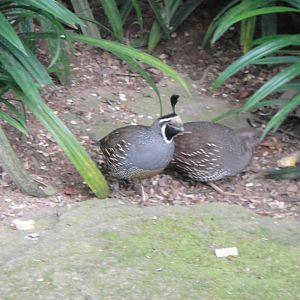 California Quail