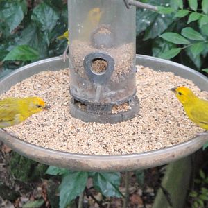 Saffron Finches