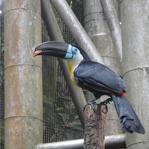 Channel-billed Toucan