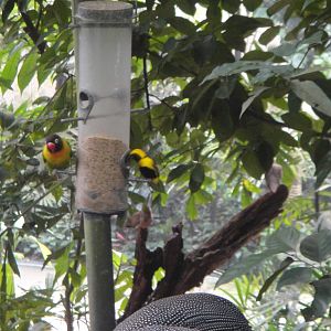Yellow Bishop and Masked Lovebird