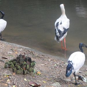 Sacred Ibis and Yellow Bill Stork
