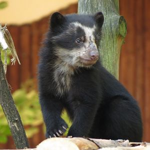 Spectacled bear cub