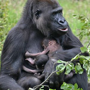Gorilla twins born