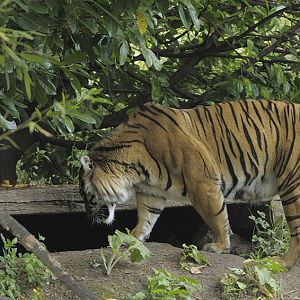 Sumatran tiger Kirana