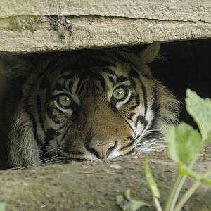 Sumatran tiger Kirana