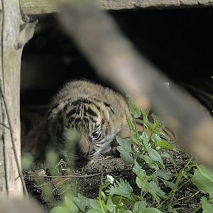 Sumatran tiger cub with its head above the parapet