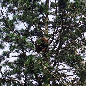 Red panda, can you spot it ?