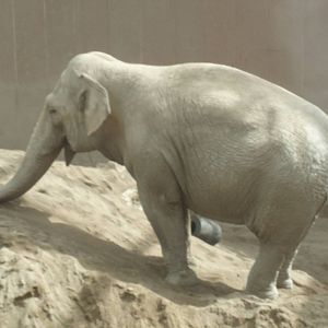 Asian elephant