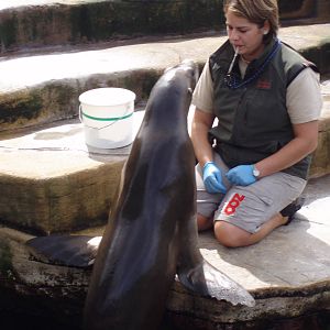 California sealion and trainer