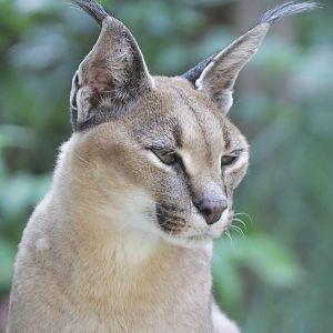 Turkmenian Caracal (Caracal caracal michaelis)