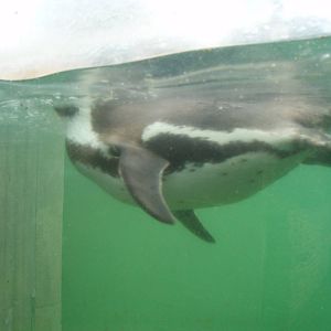 Humboldt penguin underwater