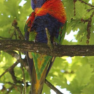 Free-ranging Rainbow Lorikeet
