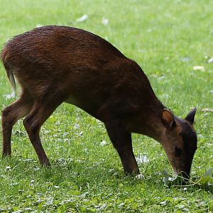 Free-ranging muntjac