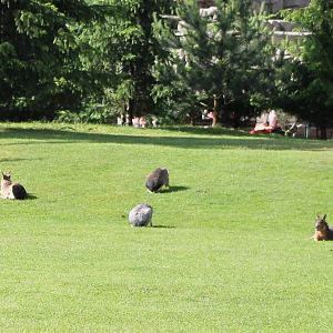 Free-ranging Patagonian cavy's