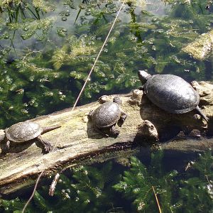 Red eared slider turtle