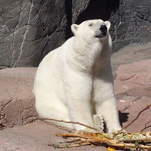 Polar bear in the old enclosure