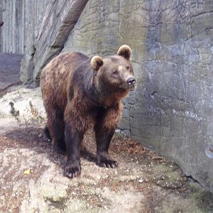 Brown bear