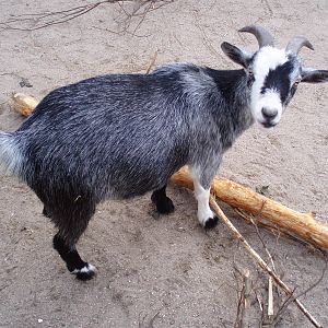 African dwarf goat