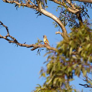 Bluebonnet (Northiella haematogaster haematorrhous)