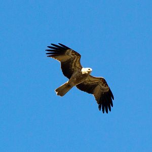 Whistling Kite