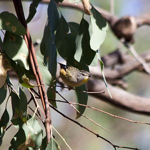 Spotted Pardalote