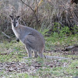 Rednecked Wallaby