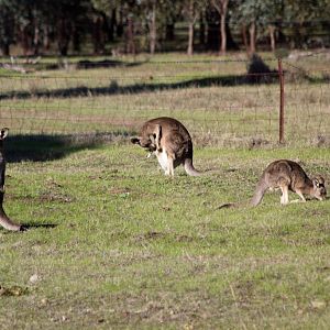 Eastern Grey Kangaroos