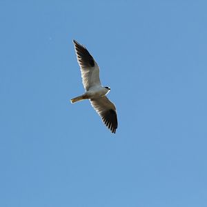 Black-shouldered Kite