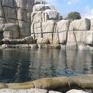 Pool of the Walrus-enclosure