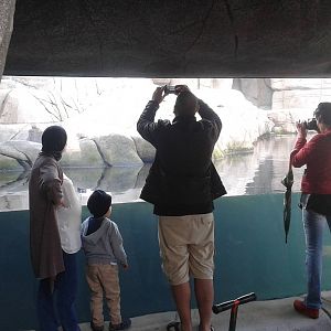 Viewing-window Polar bear