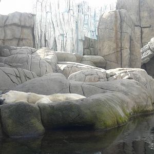 Polar bear enclosure