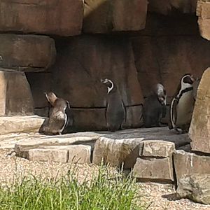 Humboldt penguin-enclosure