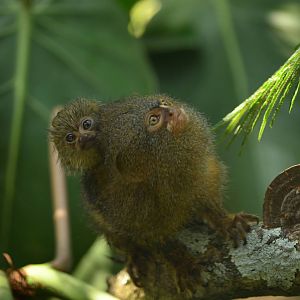 Pygmy marmoset