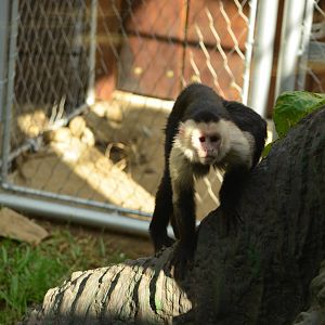 Capuchin Monkey