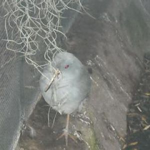 AHA!  You didn't fool me this time, Kagu!