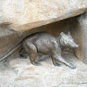 quoll sculpture