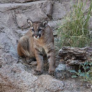 juvenile puma