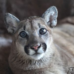 juvenile puma