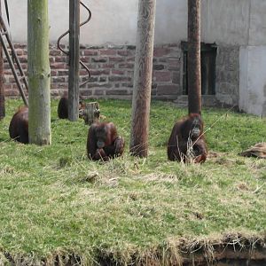 Blackpool zoo orang-utans