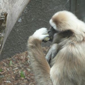 lar gibbon