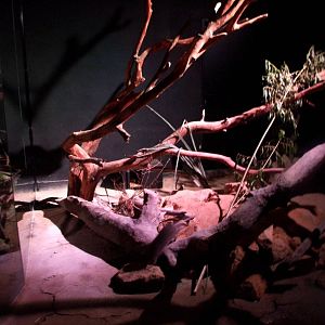 Rat House - Pouched Rat Enclosure at Vienna, 14/06/13