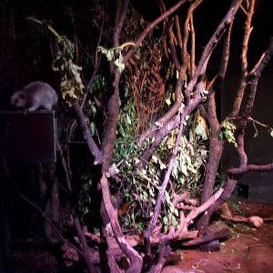 Rat House - Cloud Rat Enclosure at Vienna, 14/06/13