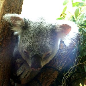 Queensland Koala at Vienna, 14/06/13