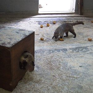Mixed Coatis at Vienna, 14/06/13