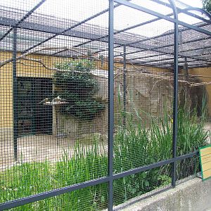 Conure Aviary at Vienna, 14/06/13