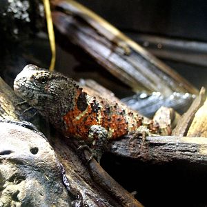 Chinese Crocodile Lizard at Vienna, 14/06/13