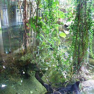 Crocodile Exhibit at Vienna, 14/06/13