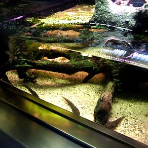 Helmeted Water Toad Exhibit at Vienna, 14/06/13