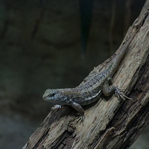 Red-sided Curly-tailed Lizard at Vienna, 14/06/13