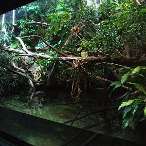 Mixed Aqua-terrarium at Vienna, 14/06/13